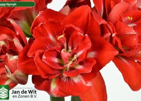 hippeastrum Hapnym (2)